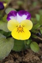 Motley garden pansy flower Viola Ãâ wittrockiana